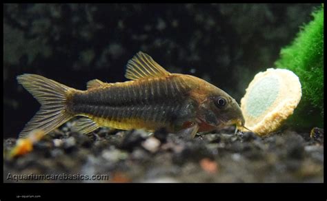 do corydoras eat snails|what do corydoras catfish eat.